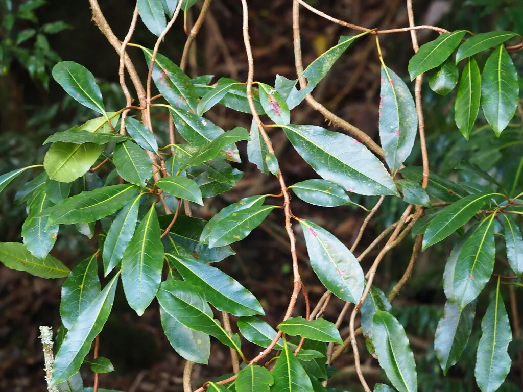 Hydrangea Integrifolia
