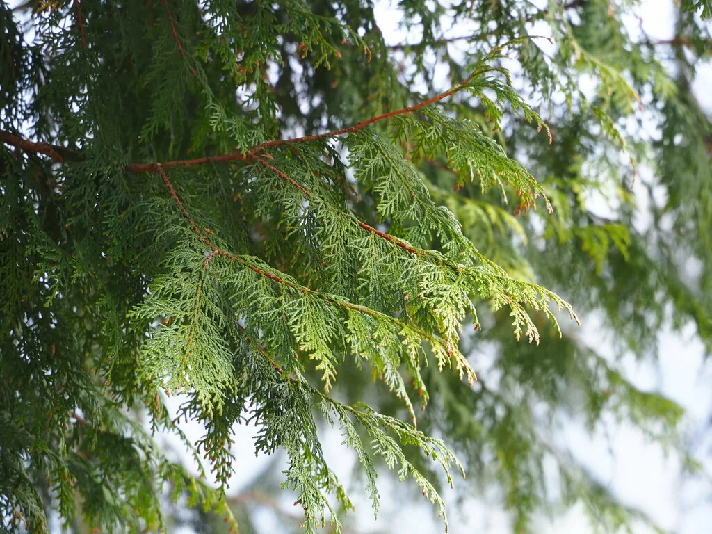 Chamaecyparis Obtusa
