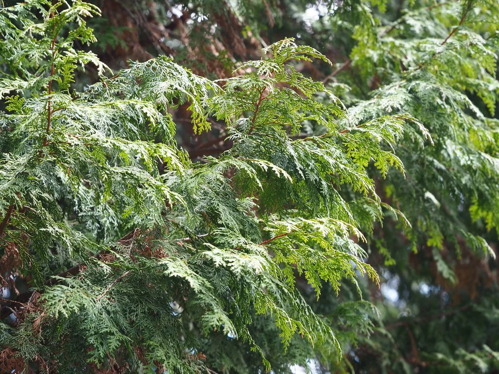 Chamaecyparis Obtusa
