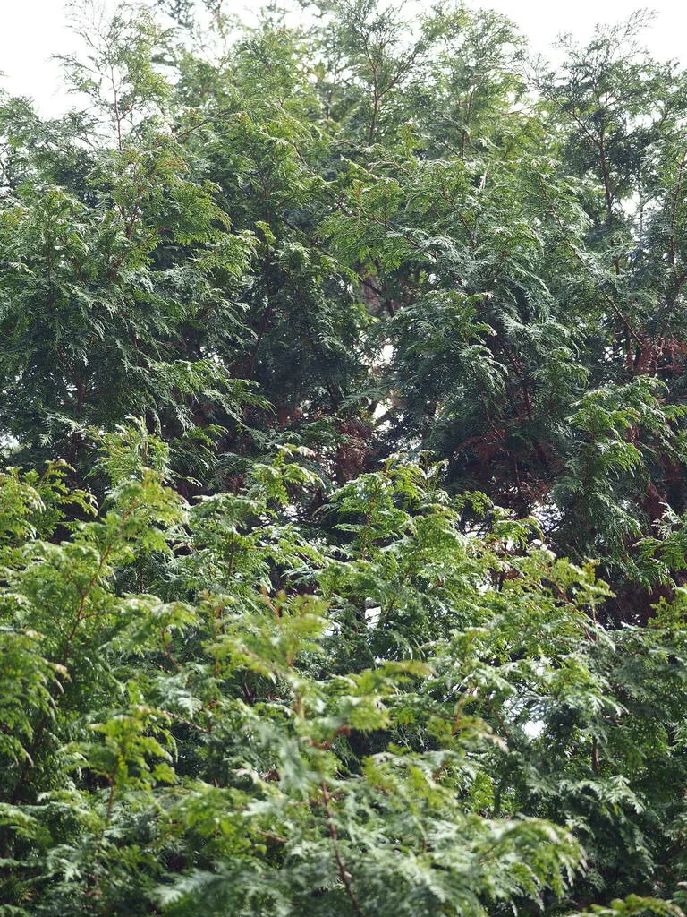 Chamaecyparis Obtusa