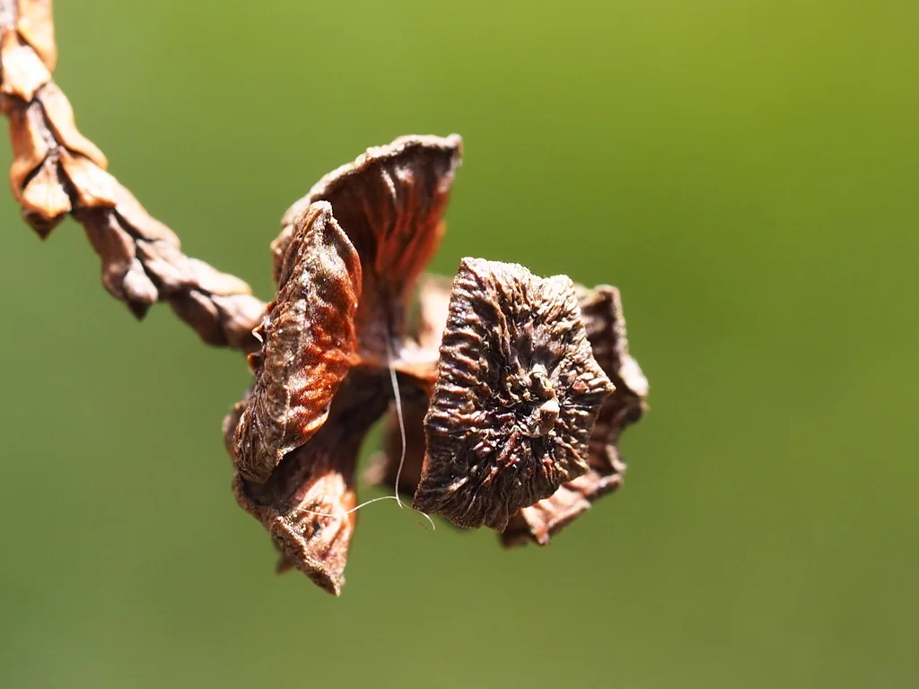 Chamaecyparis Obtusa