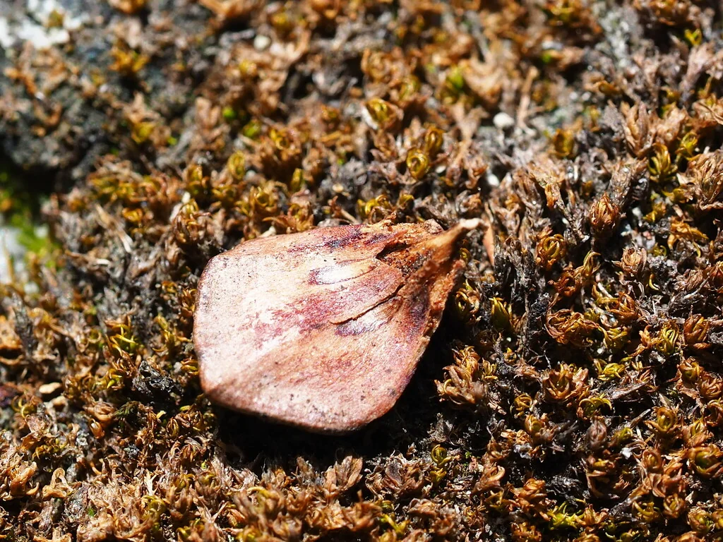Chamaecyparis Obtusa