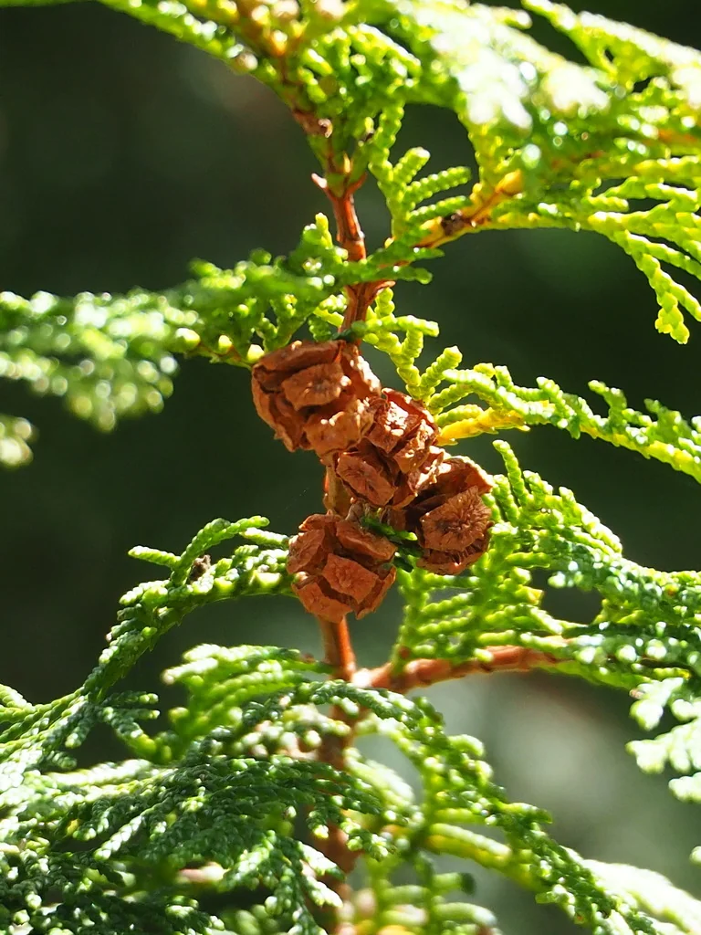 Chamaecyparis Obtusa