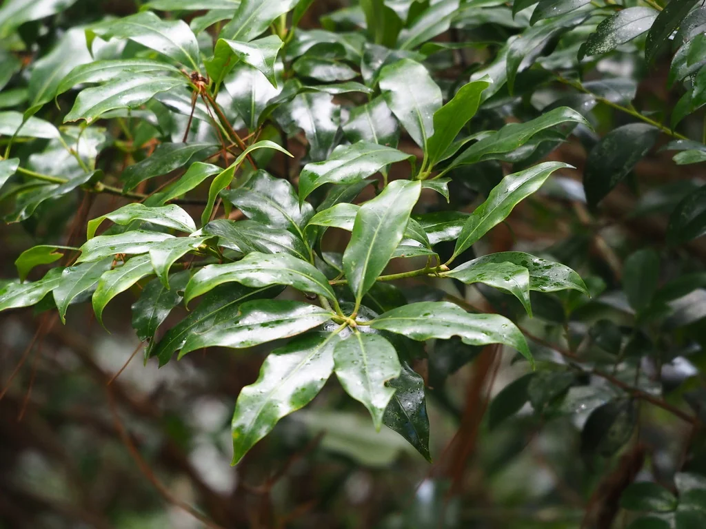 Illicium Anisatum