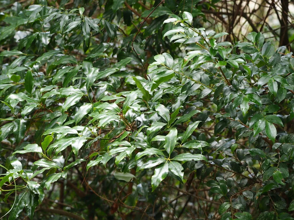 Illicium Anisatum