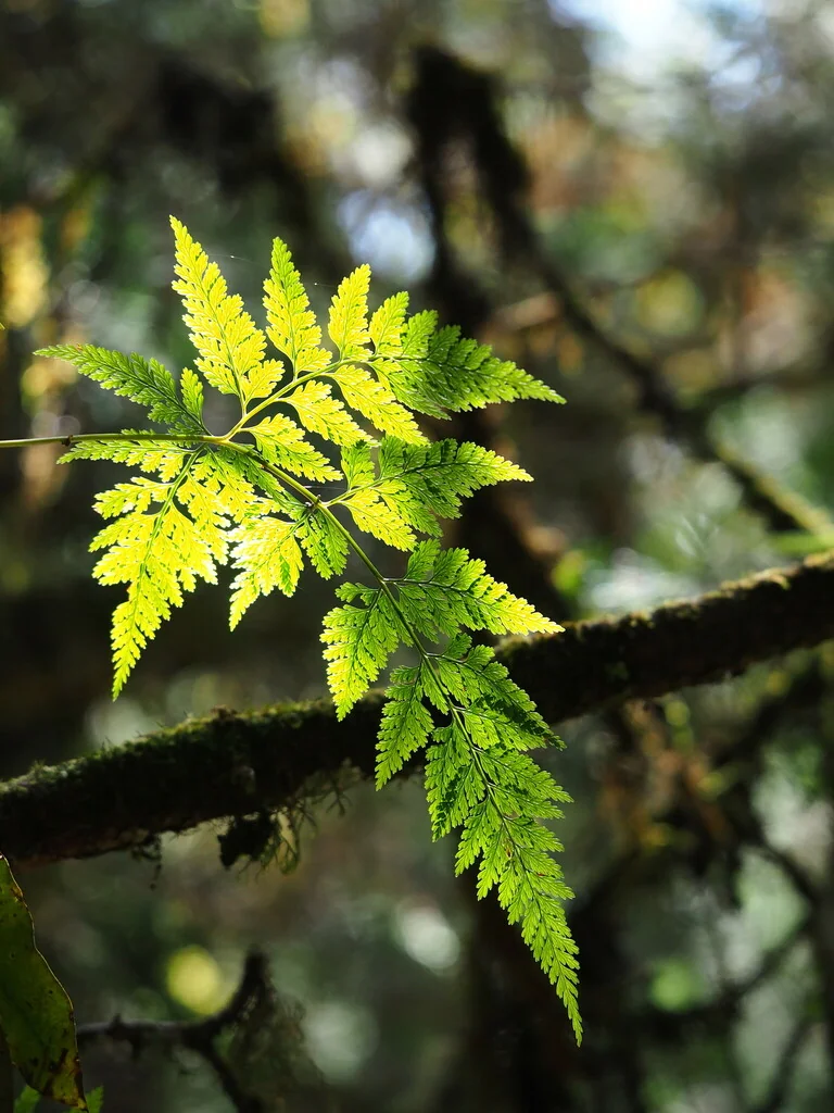 Davallia Trichomanoides