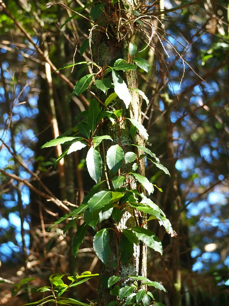 Hydrangea Integrifolia