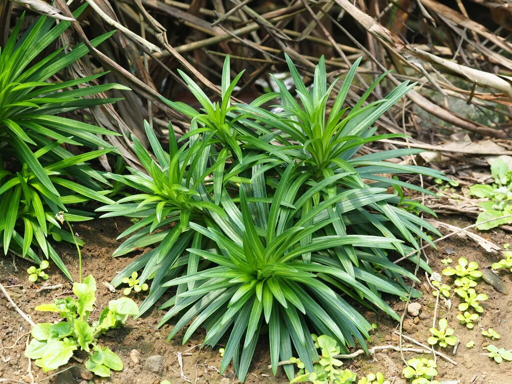 Lilium Longiflorum
