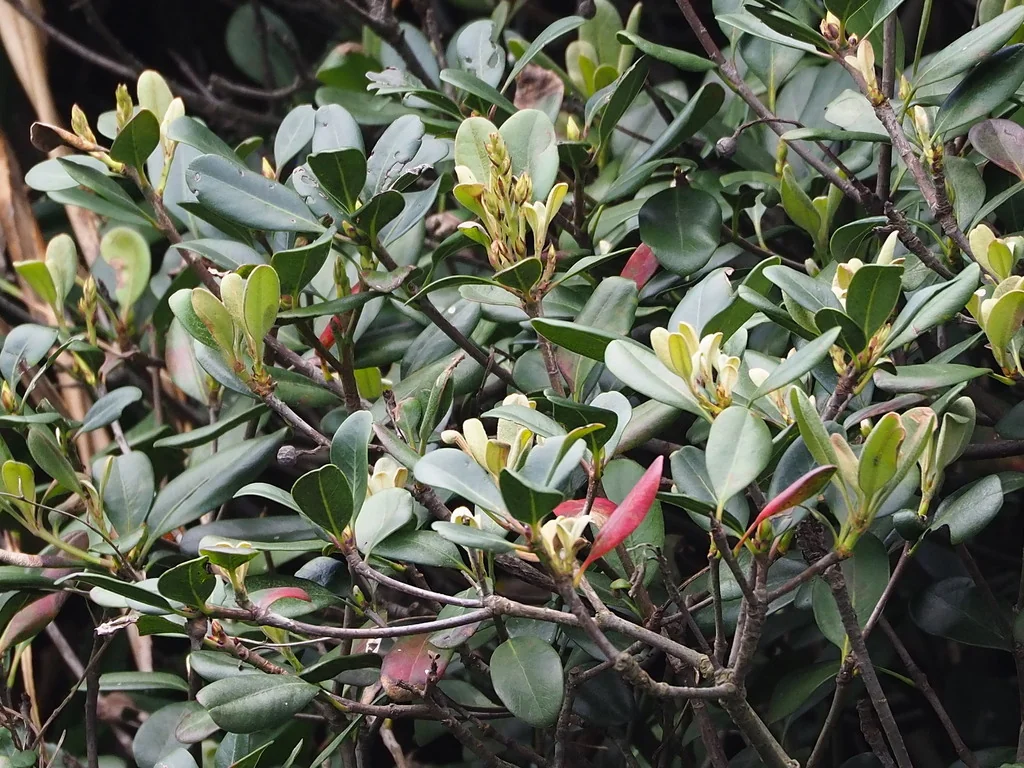 Rhaphiolepis Umbellata