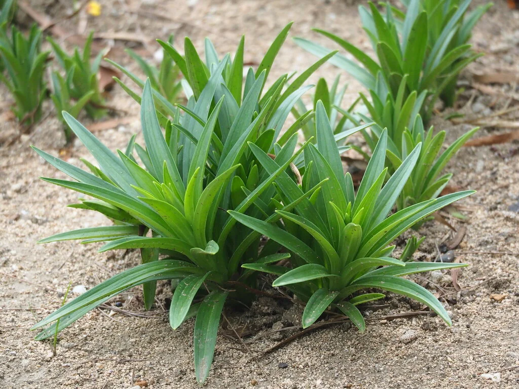 Lilium Longiflorum