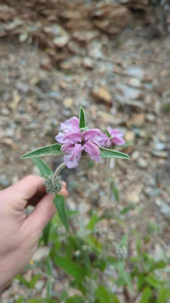 Phlomis Purpurea