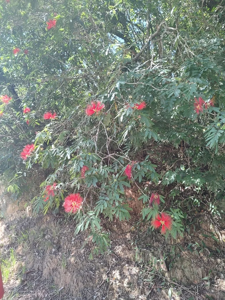 Calliandra Tweedii
