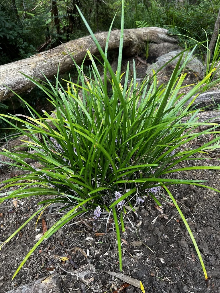 Liriope Muscari