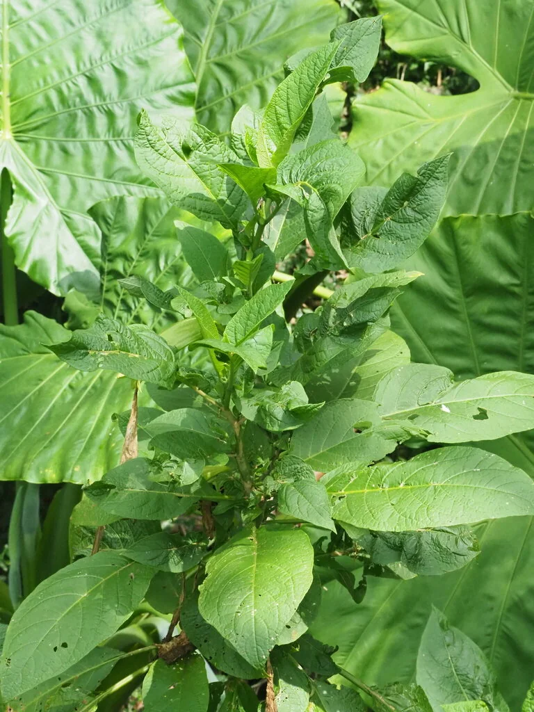 Brugmansia Suaveolens