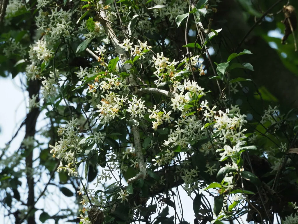 Trachelospermum Jasminoides