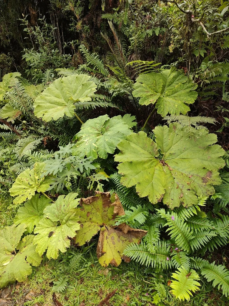 Gunnera Manicata