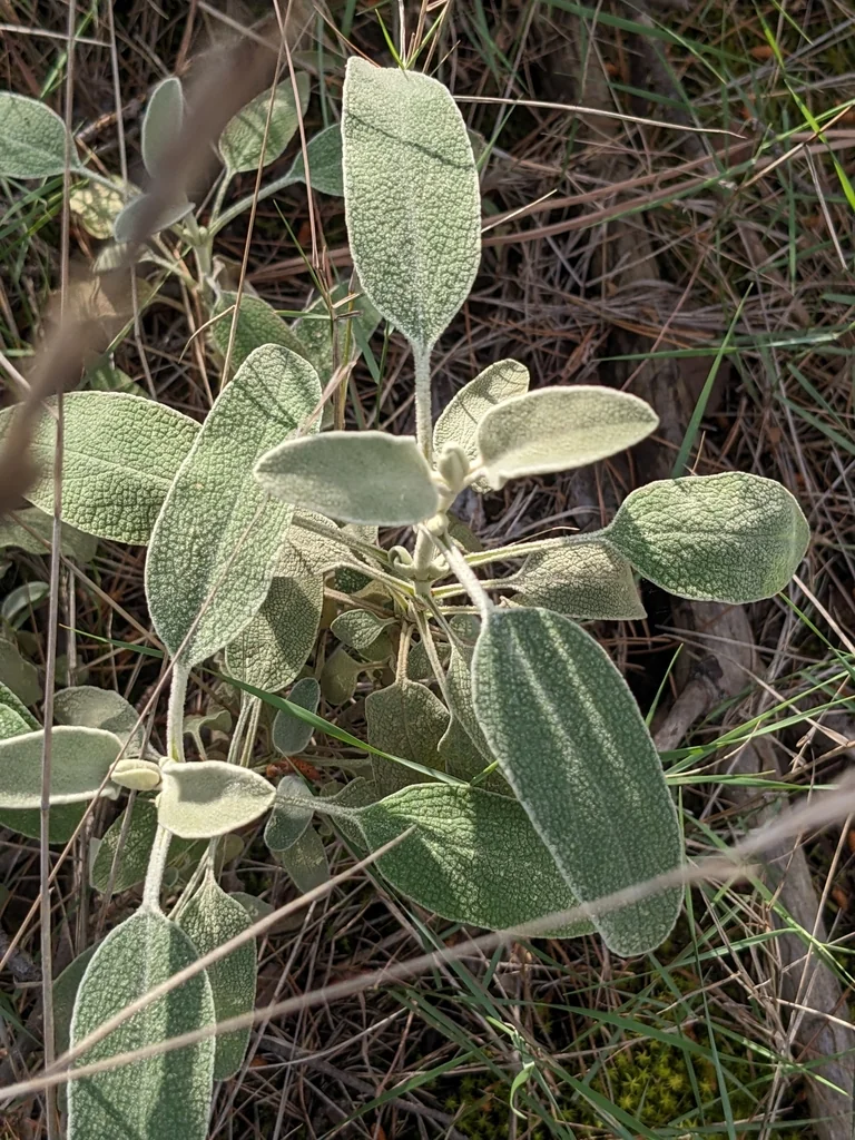 Phlomis Fruticosa