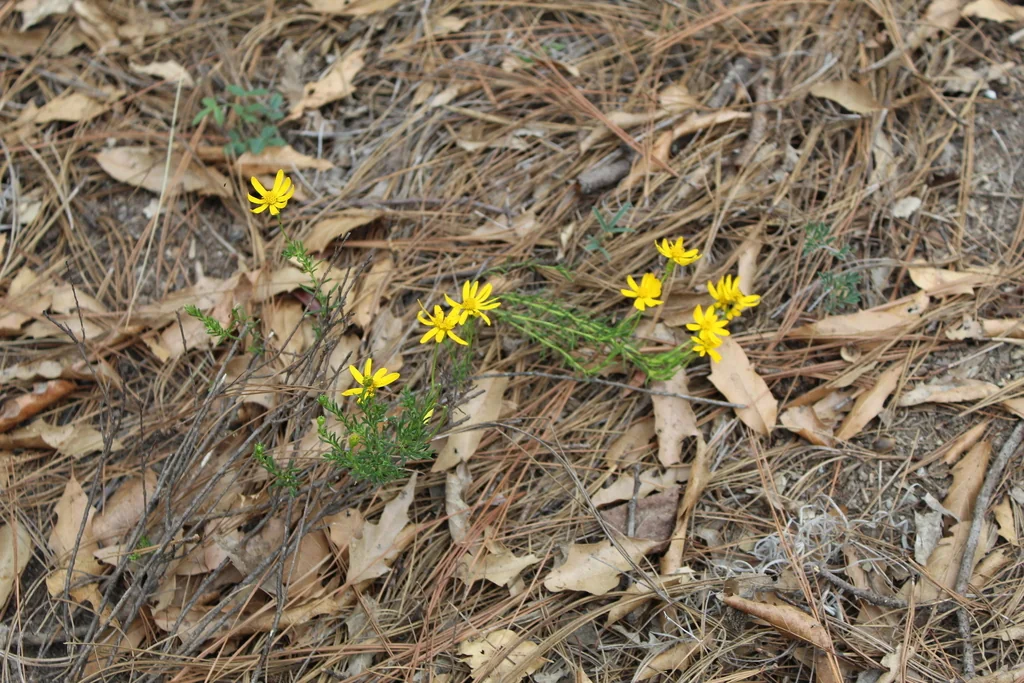 Chrysactinia Mexicana