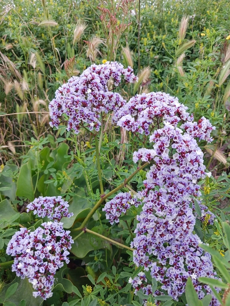 Limonium Perezii