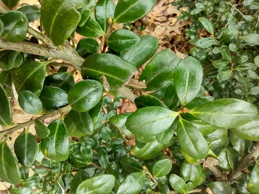 Ilex crenata