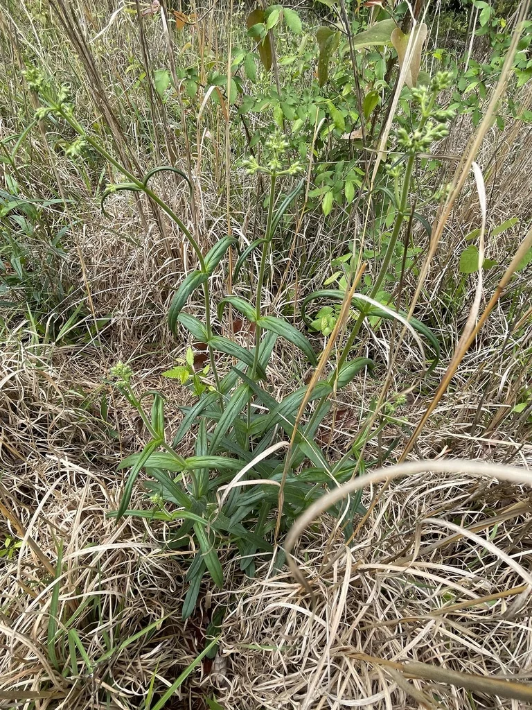 Penstemon Laevigatus