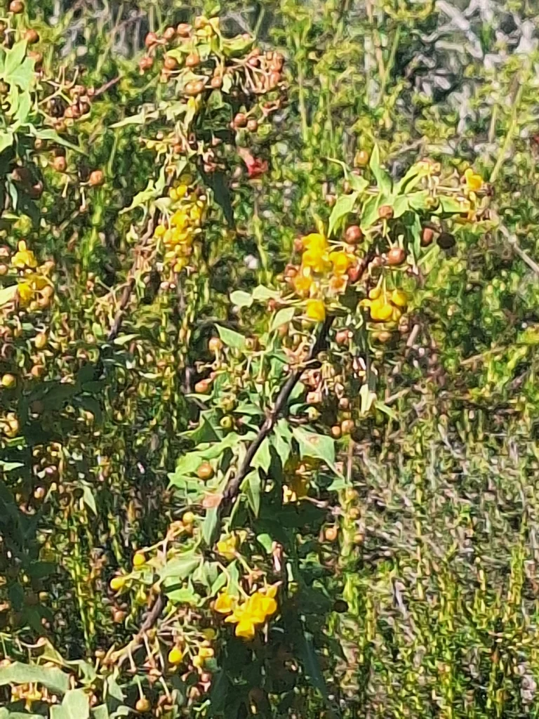 Berberis Nevinii