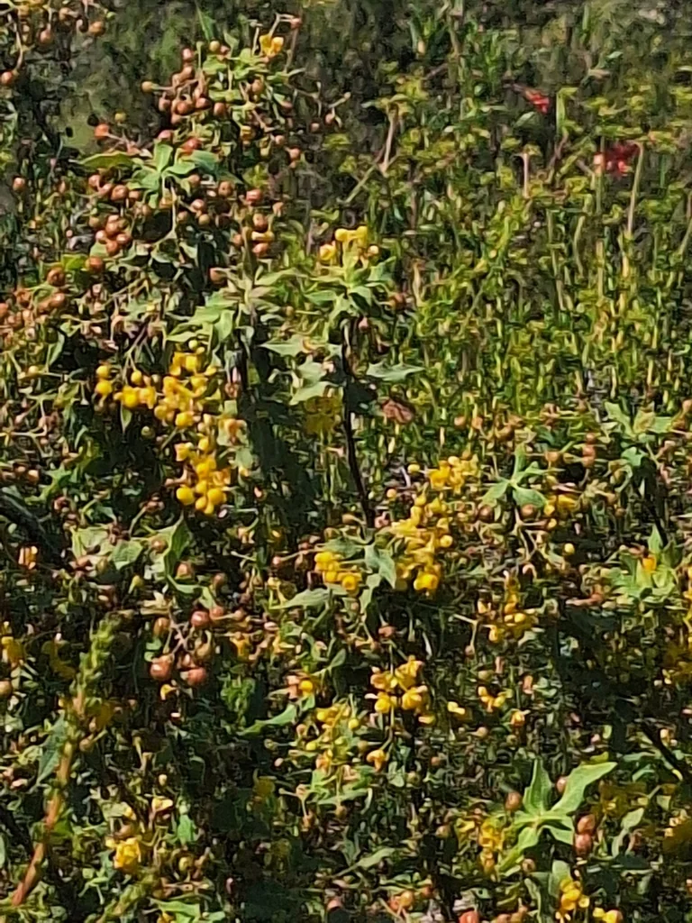Berberis Nevinii