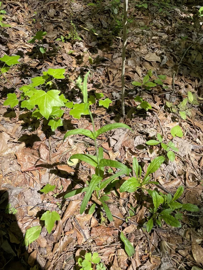 Penstemon Laevigatus
