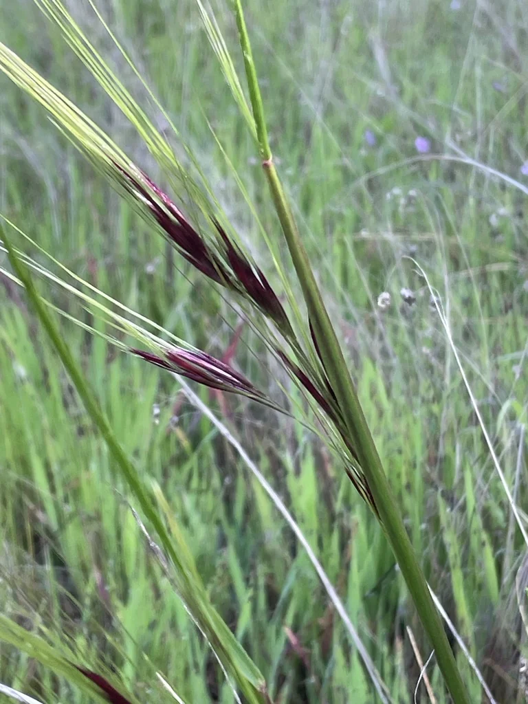 Nassella Pulchra