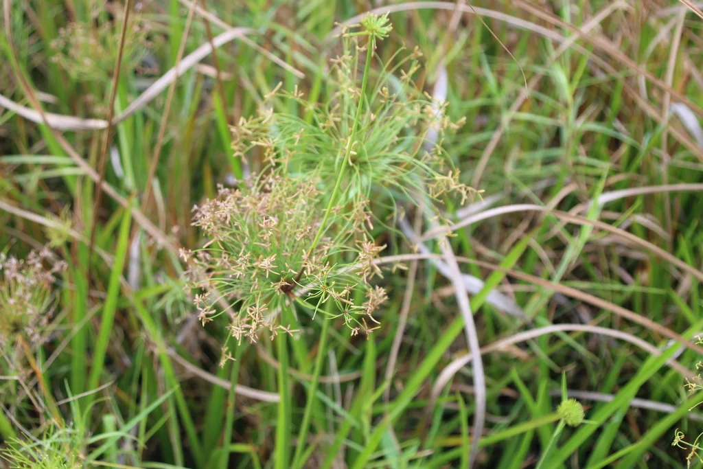 Cyperus prolifer
