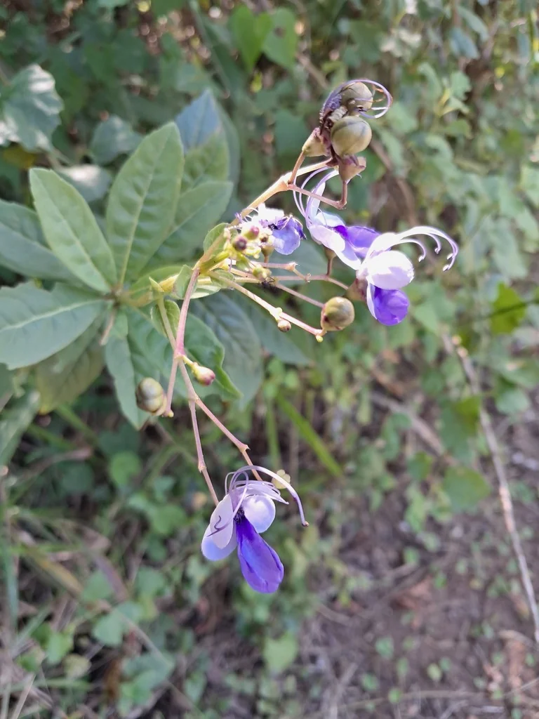 Clerodendrum Ugandense