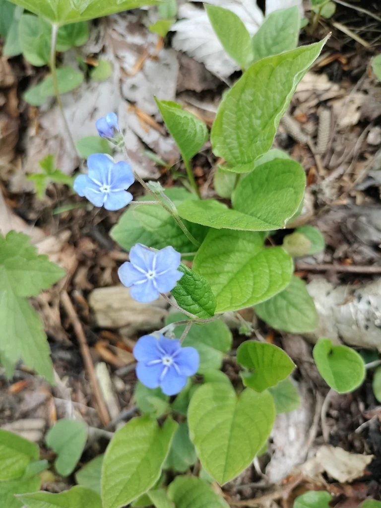 Omphalodes Verna