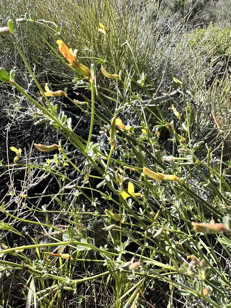 Lotus Rigidus