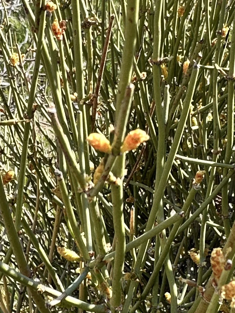 Ephedra Californica
