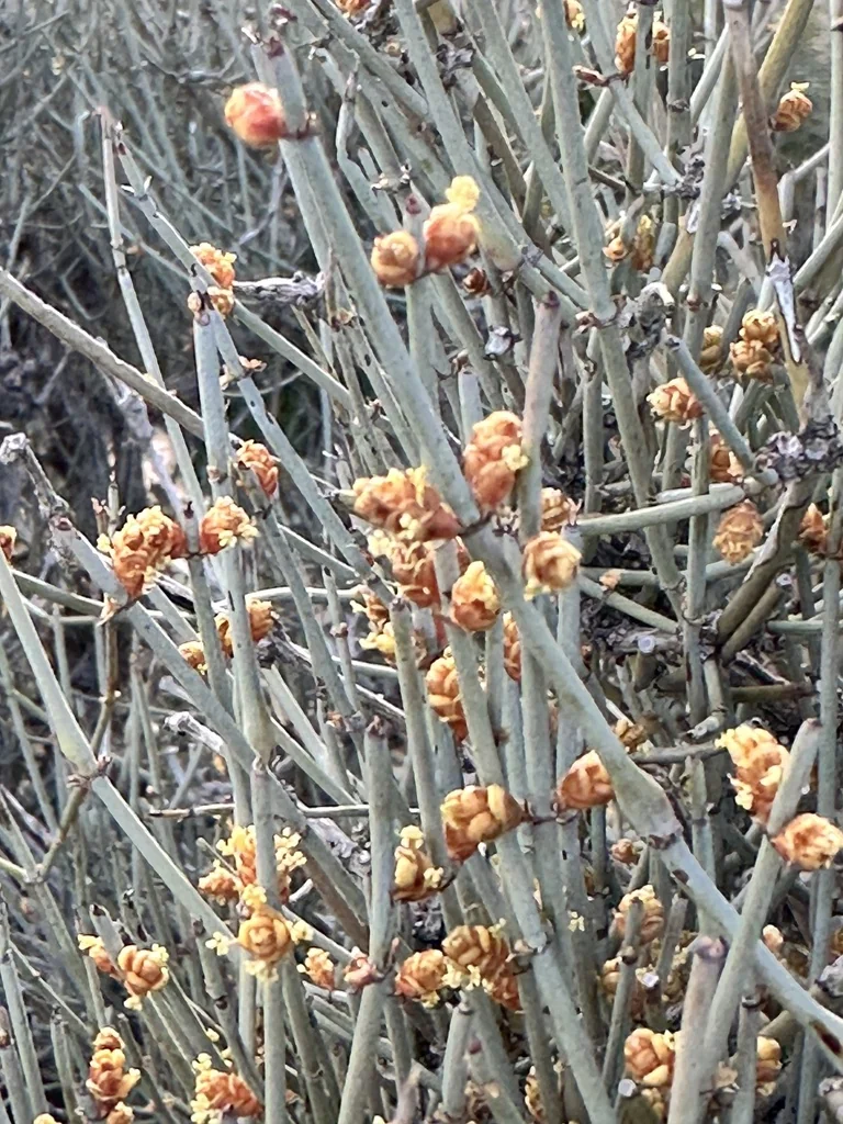 Ephedra Nevadensis