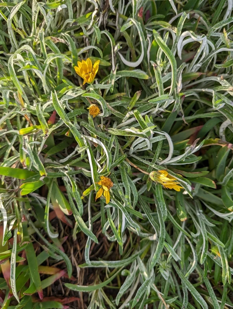 Gazania Rigens