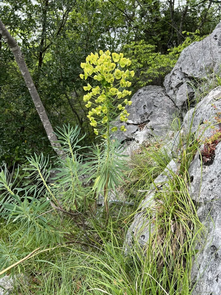 Euphorbia Characias Wulfenii