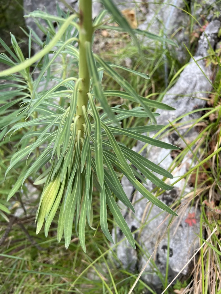 Euphorbia Characias Wulfenii