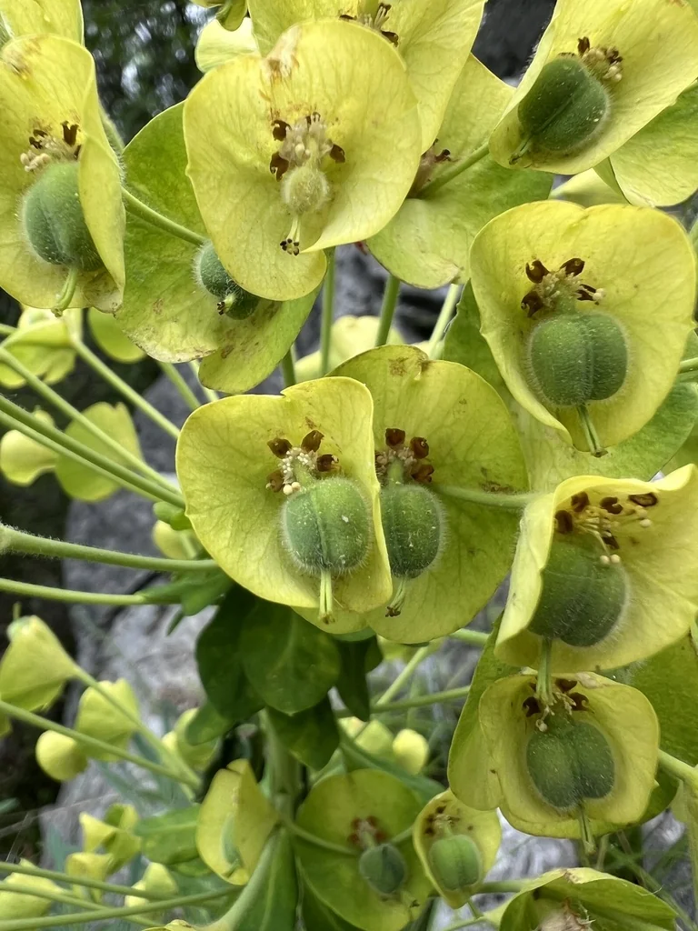 Euphorbia Characias Wulfenii