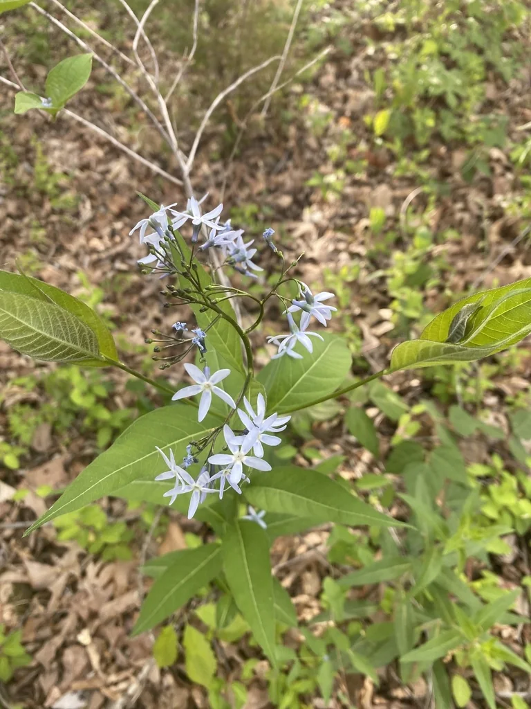 Amsonia tabernaemontana