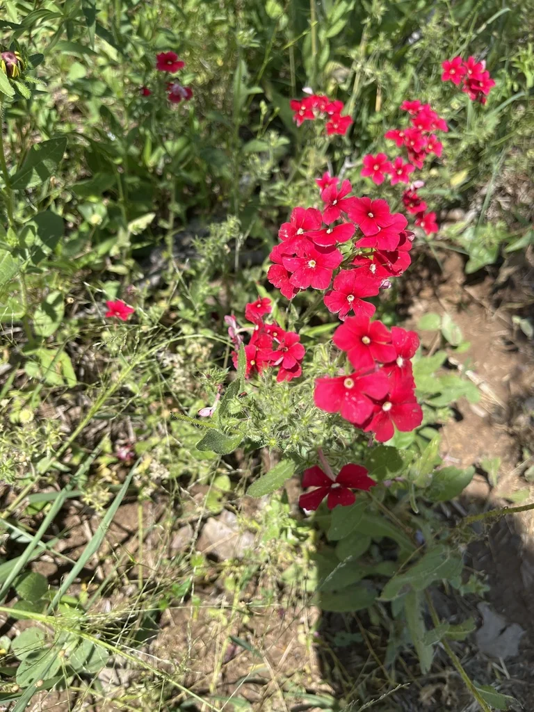 Phlox drummondii