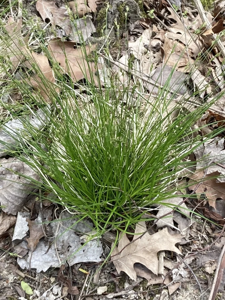 Carex Albicans