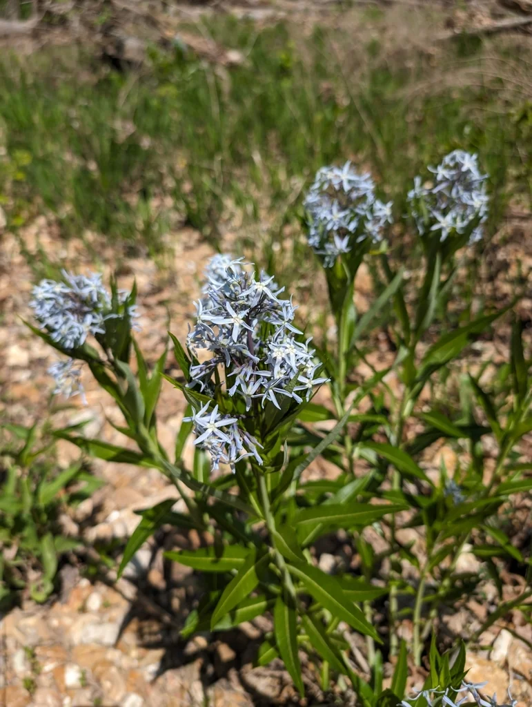 Amsonia tabernaemontana