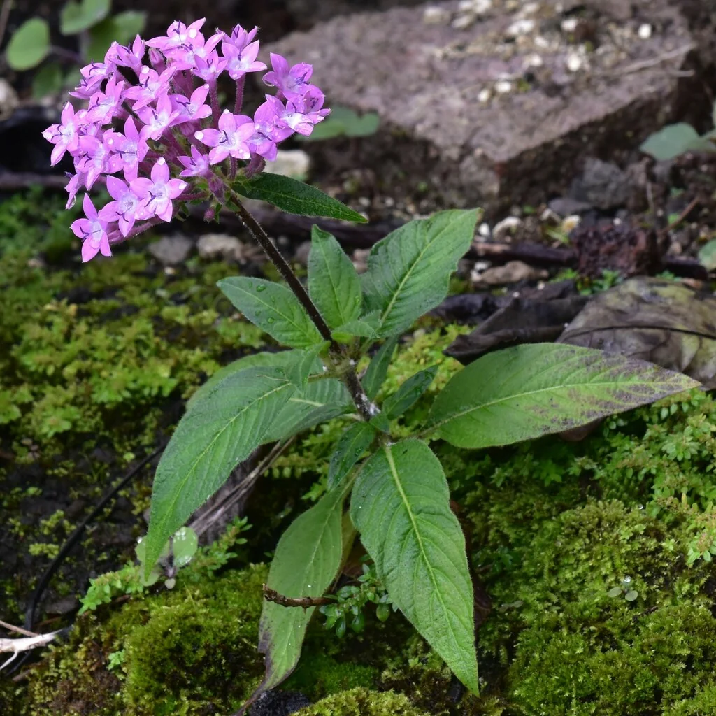 Pentas lanceolata