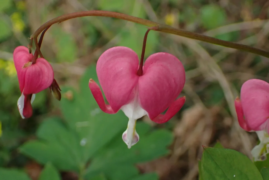 Dicentra spectabilis
