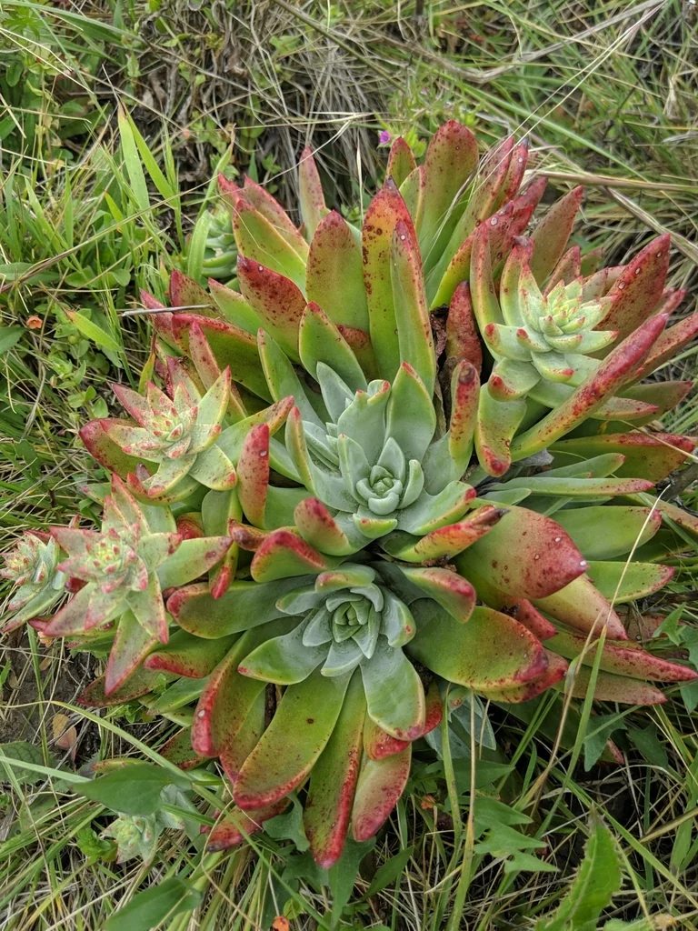 Dudleya Palmeri