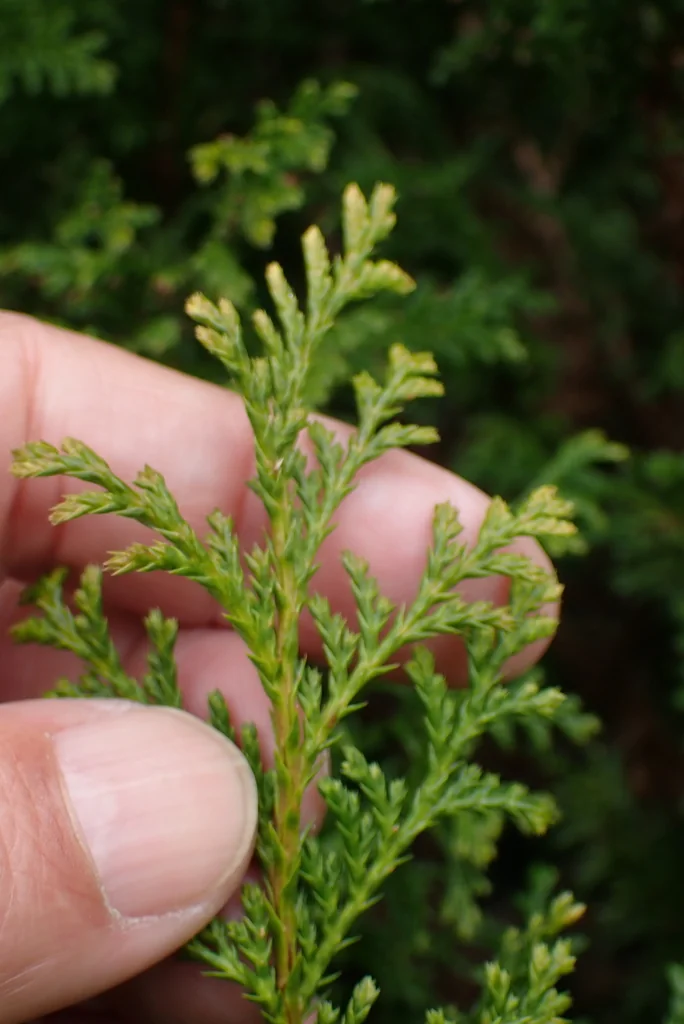 Juniperus chinensis