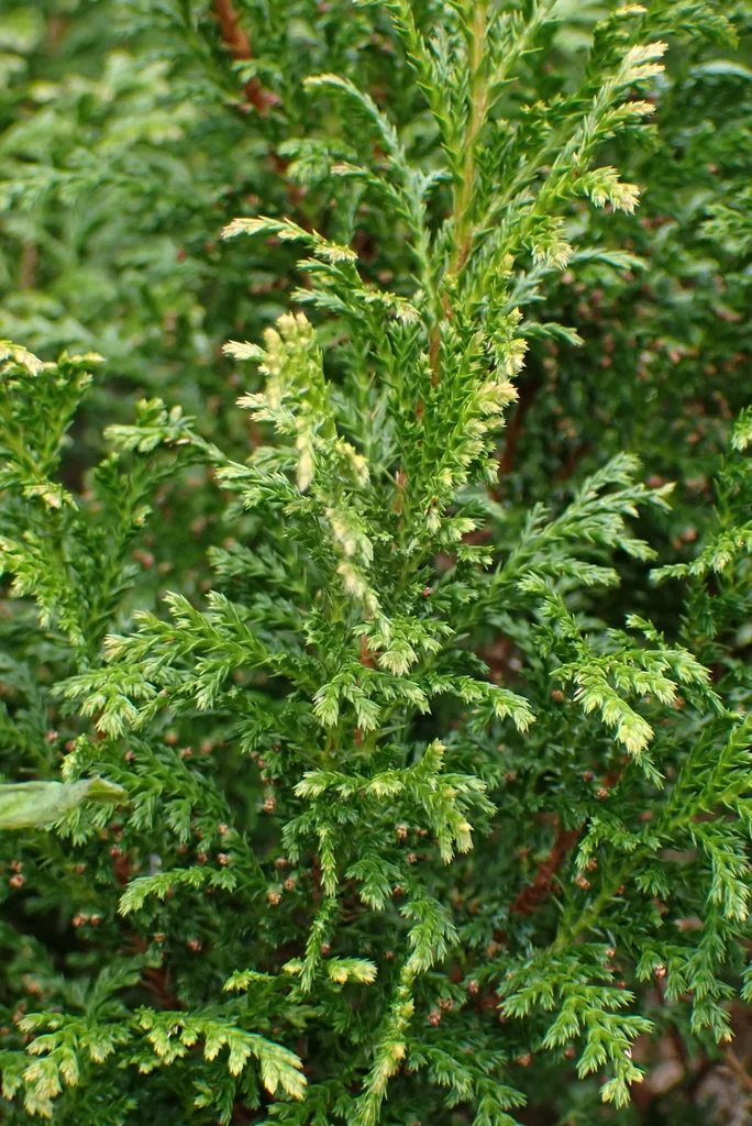 Juniperus chinensis