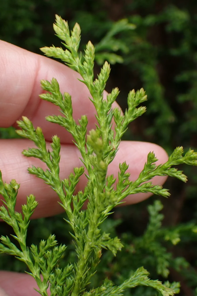 Juniperus chinensis
