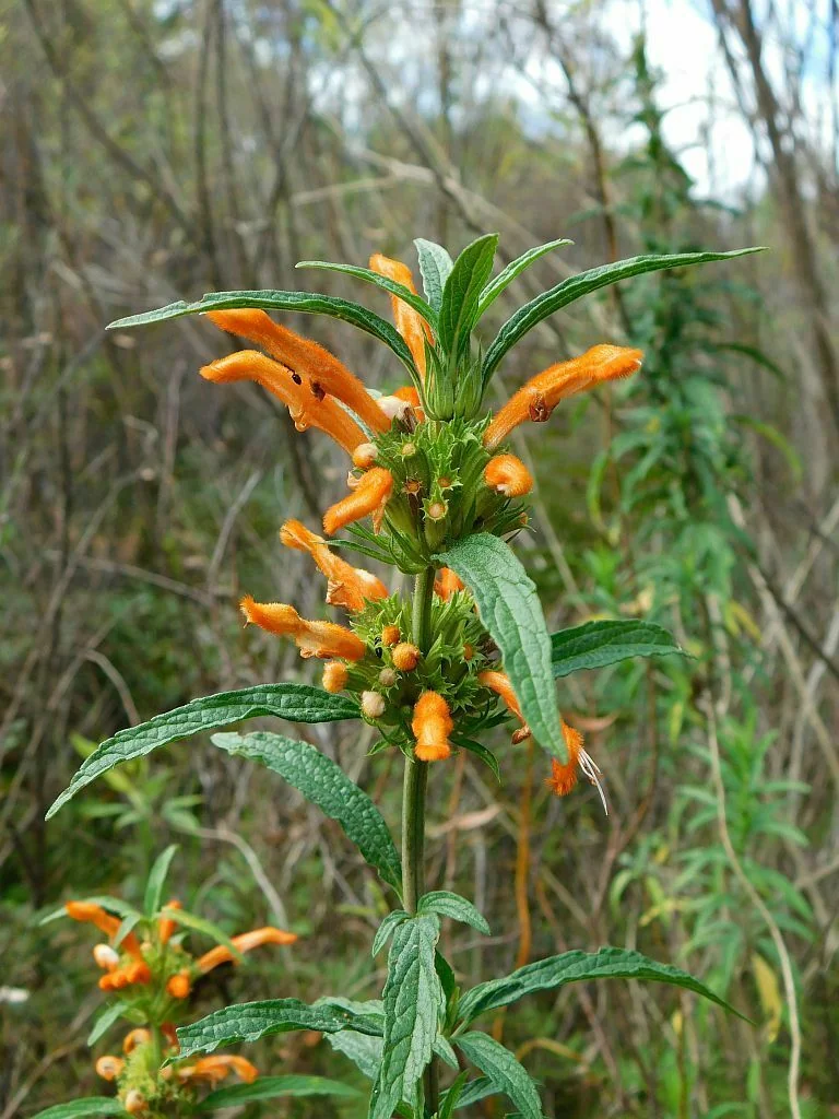 Leonotis Leonurus